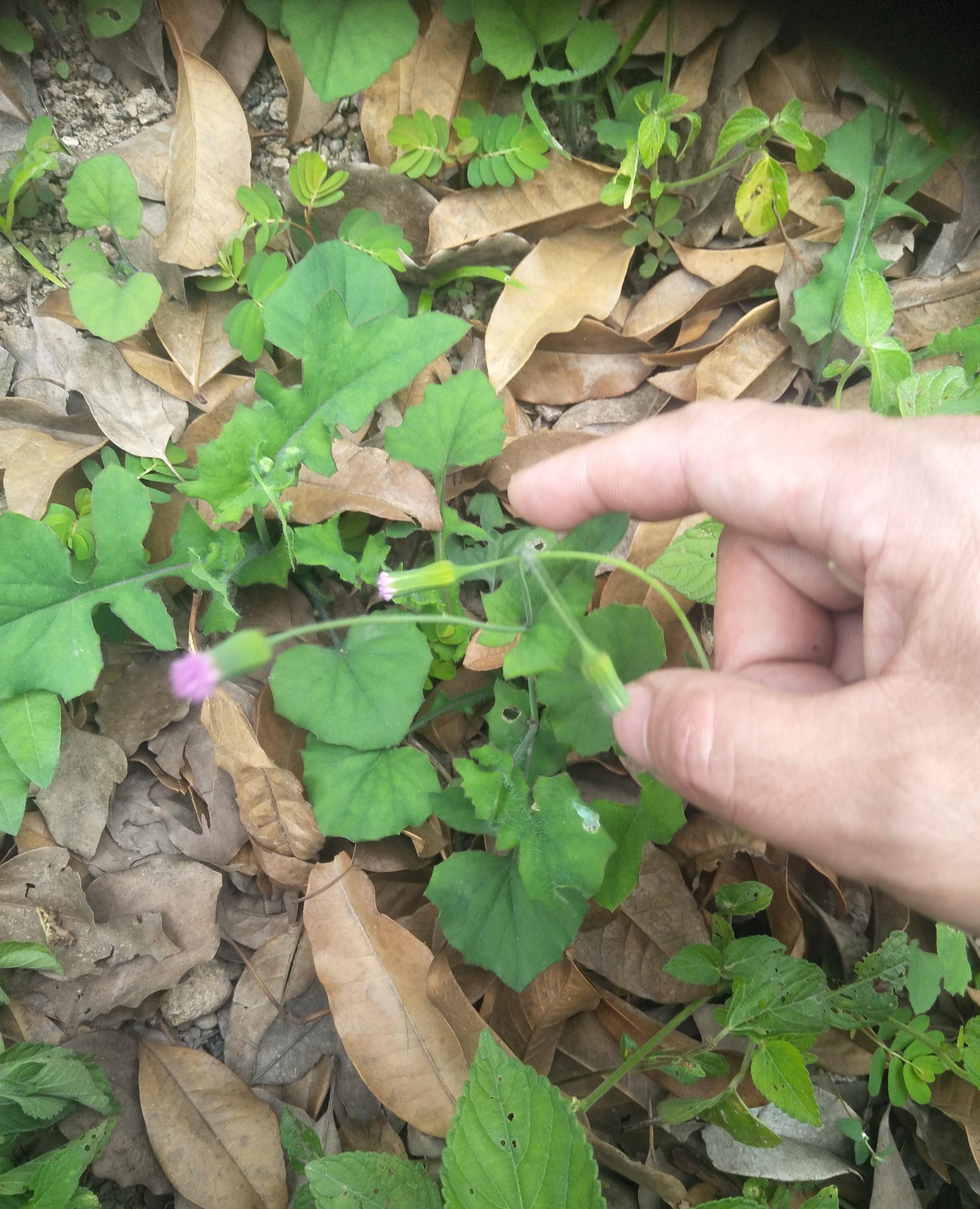 特色药用植物一点红蛇倒退牛膝菊车前草