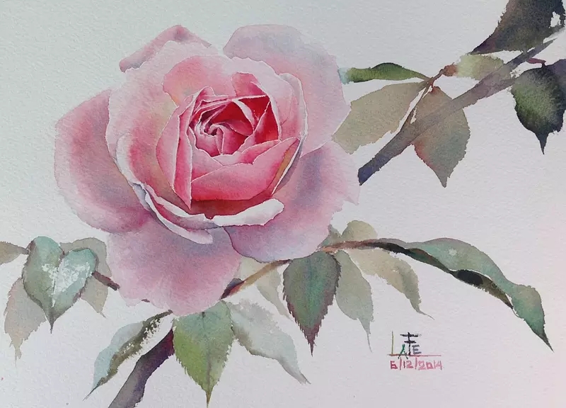 这么美丽的月季 难道是画出来的|月季花|水彩画|月季_新浪新闻