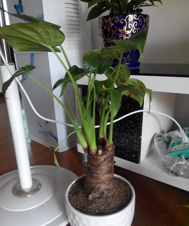 芋头|盆景|叶片_新浪新闻