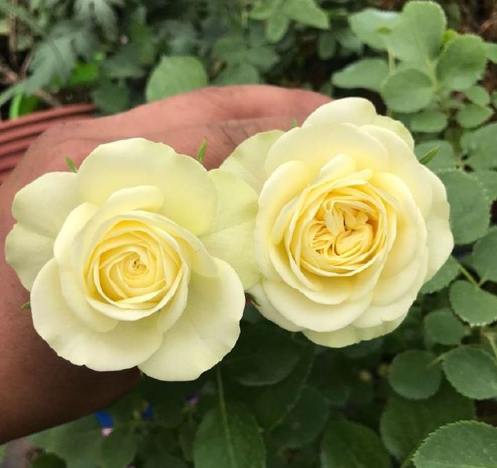 喜欢玫瑰,就试试"稀有玫瑰"冰雪皇后,花瓣立体雅致,漂亮宜人