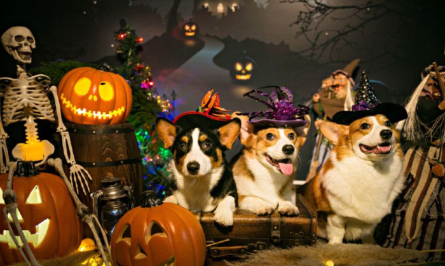 柯基兄弟,万圣节的变装秀