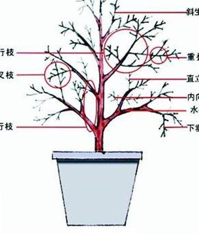 还有这种花苞两边的小芽也要剪掉.徒长枝也要剪掉.
