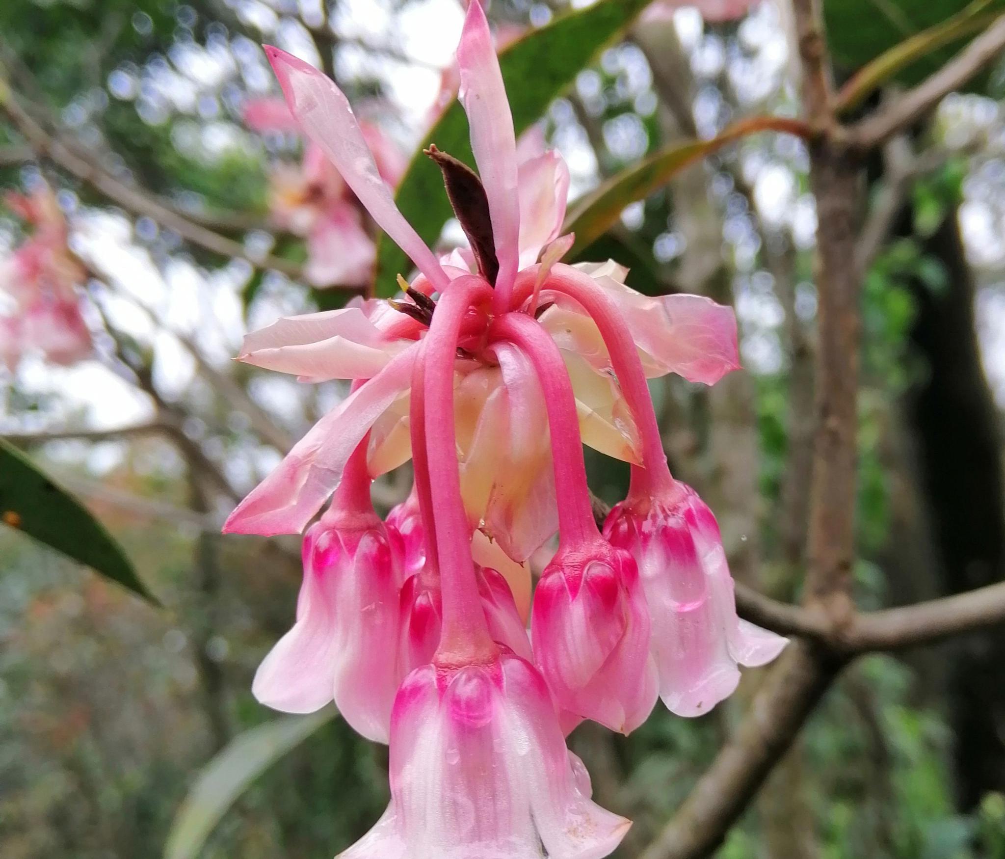 春雨润物梧桐山的吊钟花更美啦