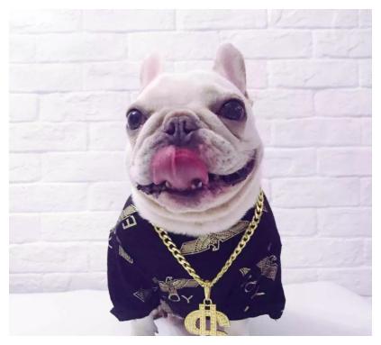 9种犬系男友,你最钟爱哪款?|男友|哈士奇|泰迪_新浪新闻