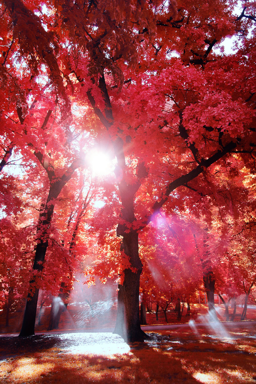 图为公园的一处树林,阳光透过枝叶洒落在地上,这是夏天的清晨看着是不