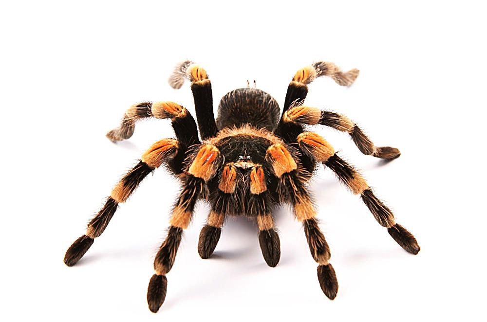 莫哈韦沙漠的蜘蛛