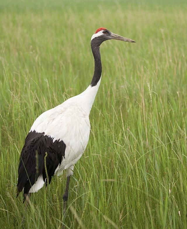 丹顶鹤站立时总是高高竖起身体,伸直脖子到处张望,姿态很是优美_高清