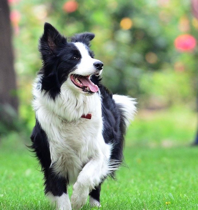 世界名犬聪明图片