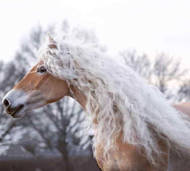 这匹马的鬃毛天生"自来卷",看起来就像华丽公主
