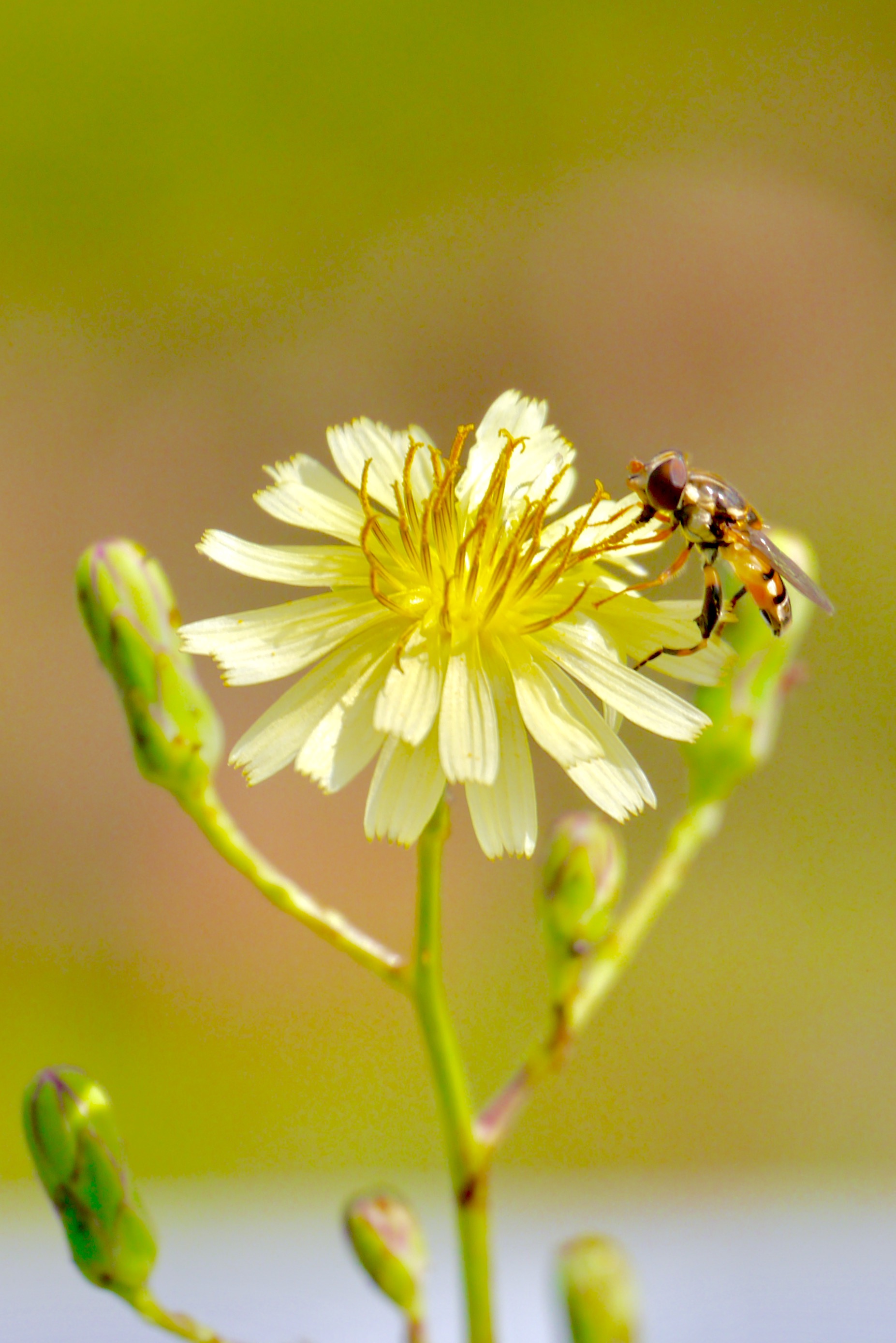 野莴苣花和小虫_高清图集_新浪网