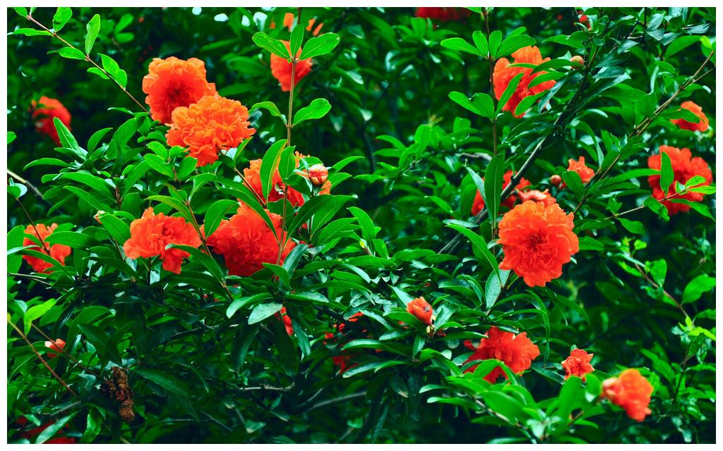 此花寓意子孙满堂,花色红红火火,放在室内最适宜