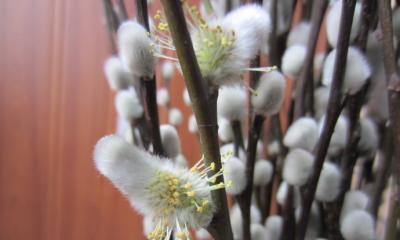 银柳怎么养好这样养护银柳养殖时间更长哦