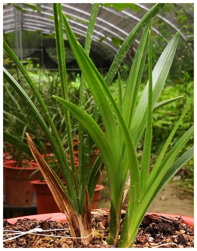 夏天种植兰花,这样使用肥料是错的,磷酸二