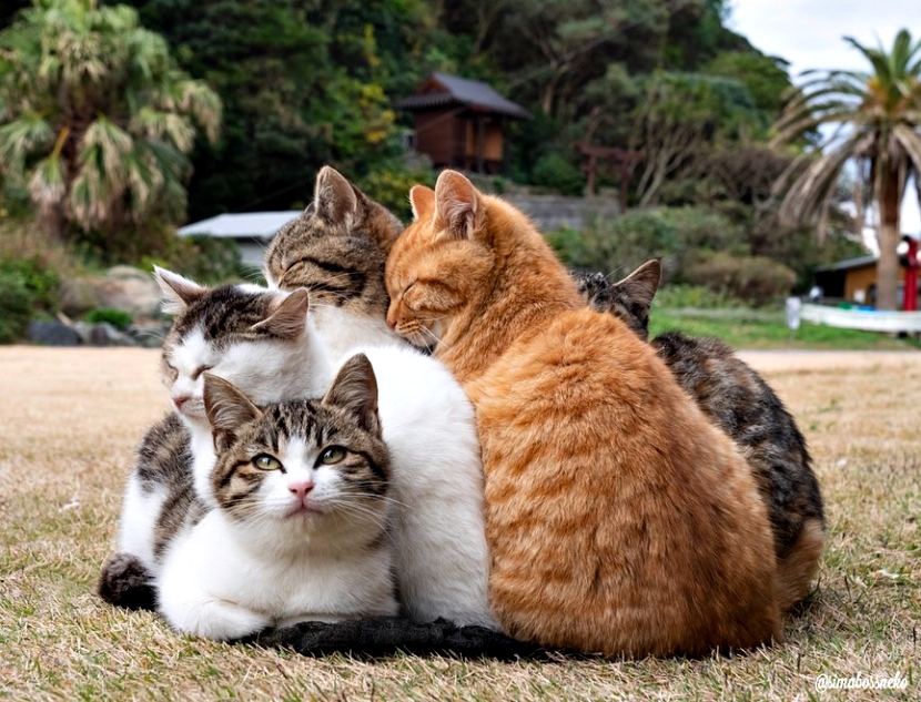 猫是独居还是群居动物?别再误会了!