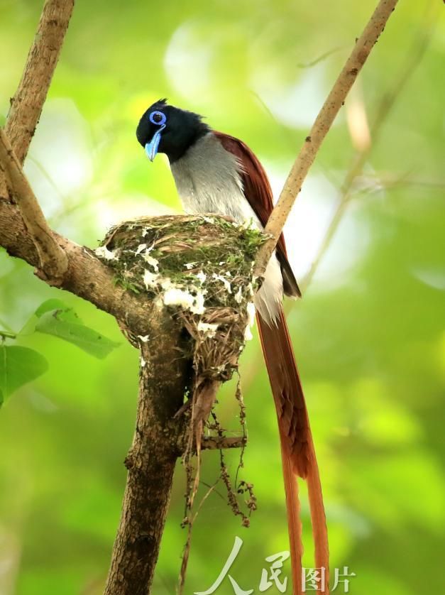 世界级濒危物种珍稀寿带鸟落户安徽黄山
