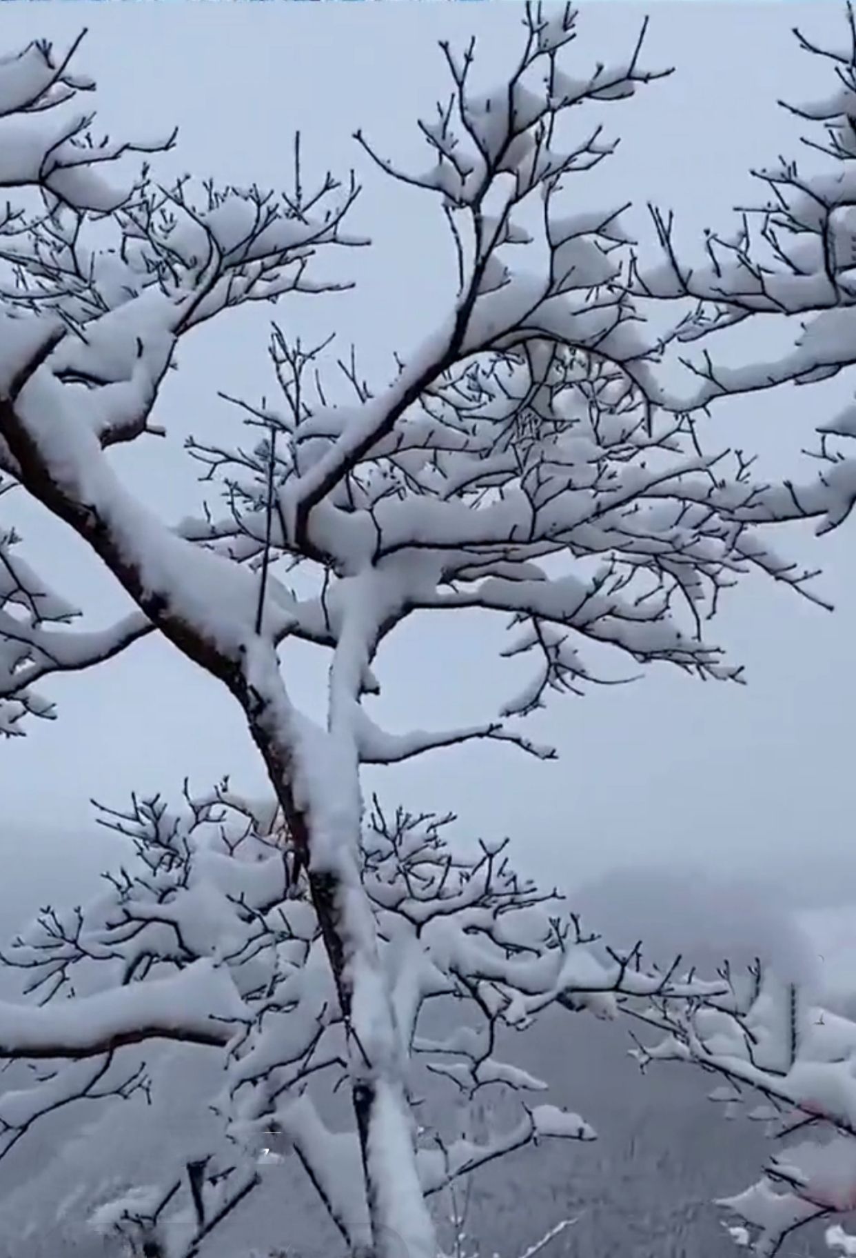 北方的雪人间仙境|美图鉴赏走一波