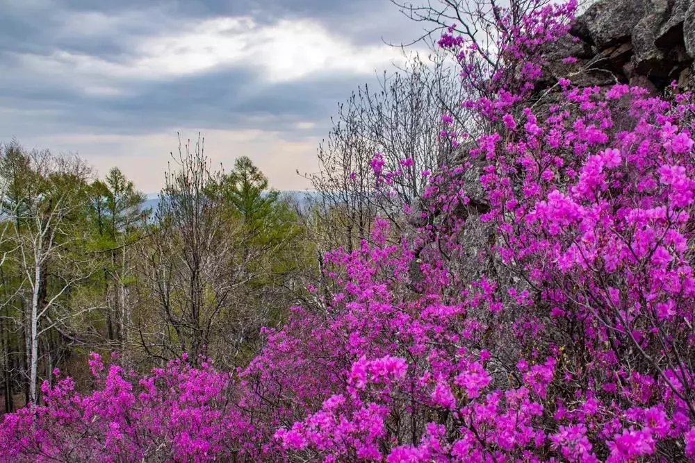 美食感受神州北极的风土人情与大兴安岭的春天来一场浪漫的约会(来源