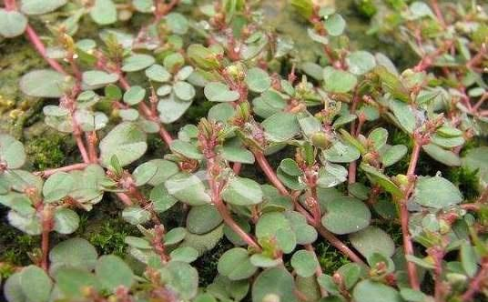 人送外号"蚂蚁草",常被当做猪饲料,却不知是廉价版的"阿胶"