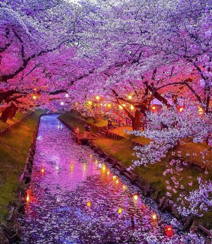 2020年日本樱花祭,粉粉的少女心