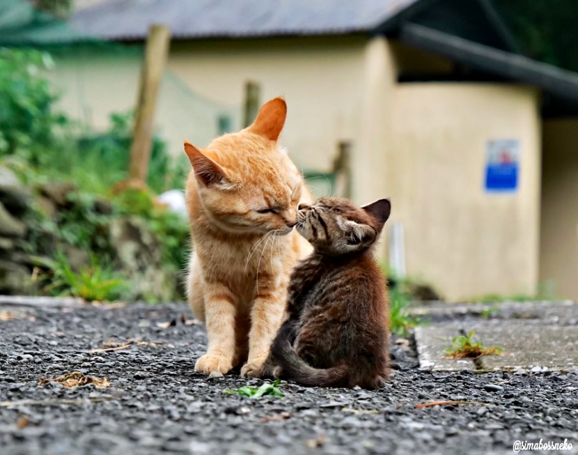 一位摄影师"猫的互动"作品系列:温馨,治愈,爱情与激情