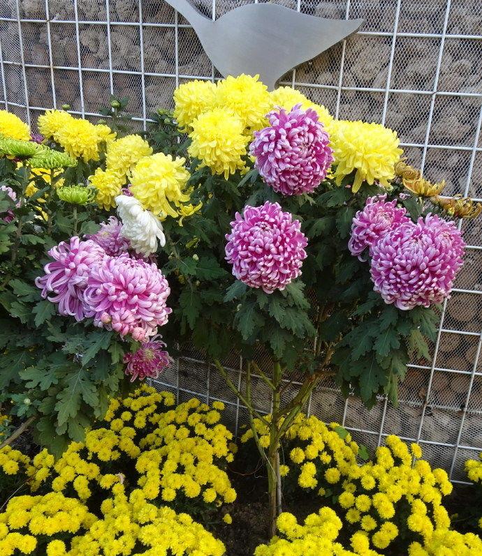 喜欢菊花不如养盆菊中珍品树状菊似游龙翱翔群芳争艳