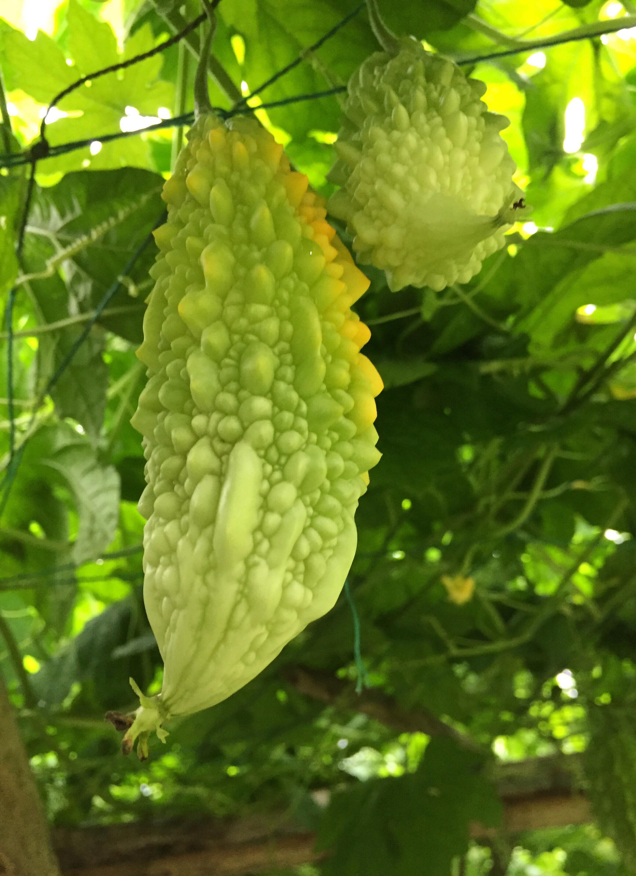 形似苦瓜的金铃子