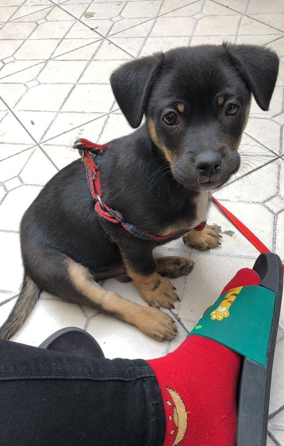 网友把土狗当罗威纳养,它既聪明又可爱,已经两个月了