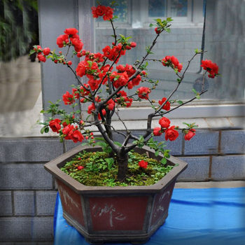 盆栽海棠卷叶叶子发黄是怎么回事