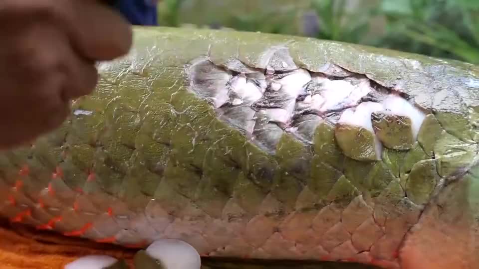 世界最大的淡水鱼鳞片比盔甲还硬厨师只好用锤子敲开鱼鳞_新浪新闻
