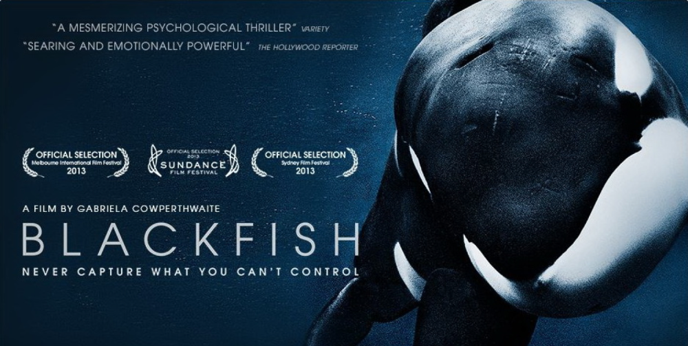 正如纪录片《黑鲸》(blackfish)讲述的,本应在海洋中自由自在的动物们