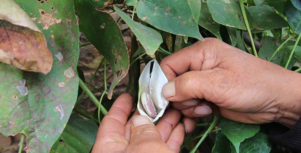 人称"肾豆",营养比黄豆还高,市场价20元一斤,农民