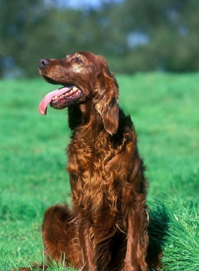 第四名:愛爾蘭長毛獵犬維希拉獵犬精力充沛,有自信,聰明且聽話,它們