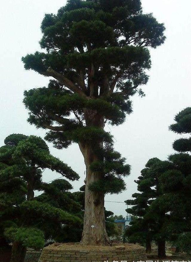 有车有房不算富,庭院就该种宝树,前人种树,后人收