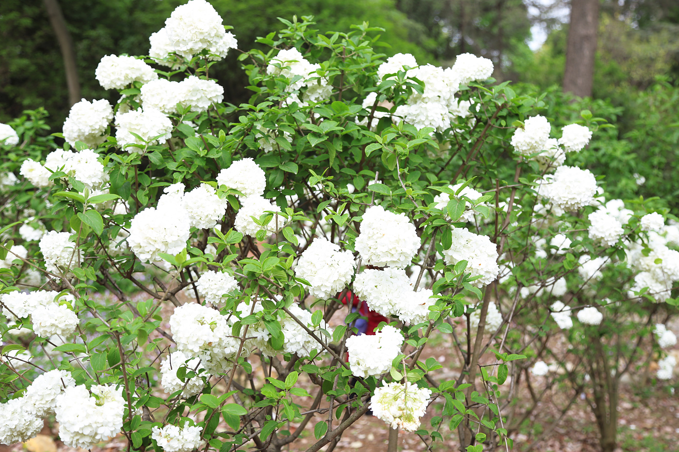 成都植物园荚蒾花盛开 春游赏花正当时