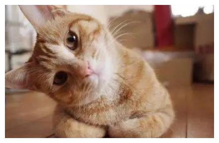 加菲猫41岁啦,你家主子多大啦?