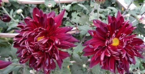 喜欢菊花,不如养"精品菊花"墨荷,花色如漆红,姿容高雅_高清图集_新浪