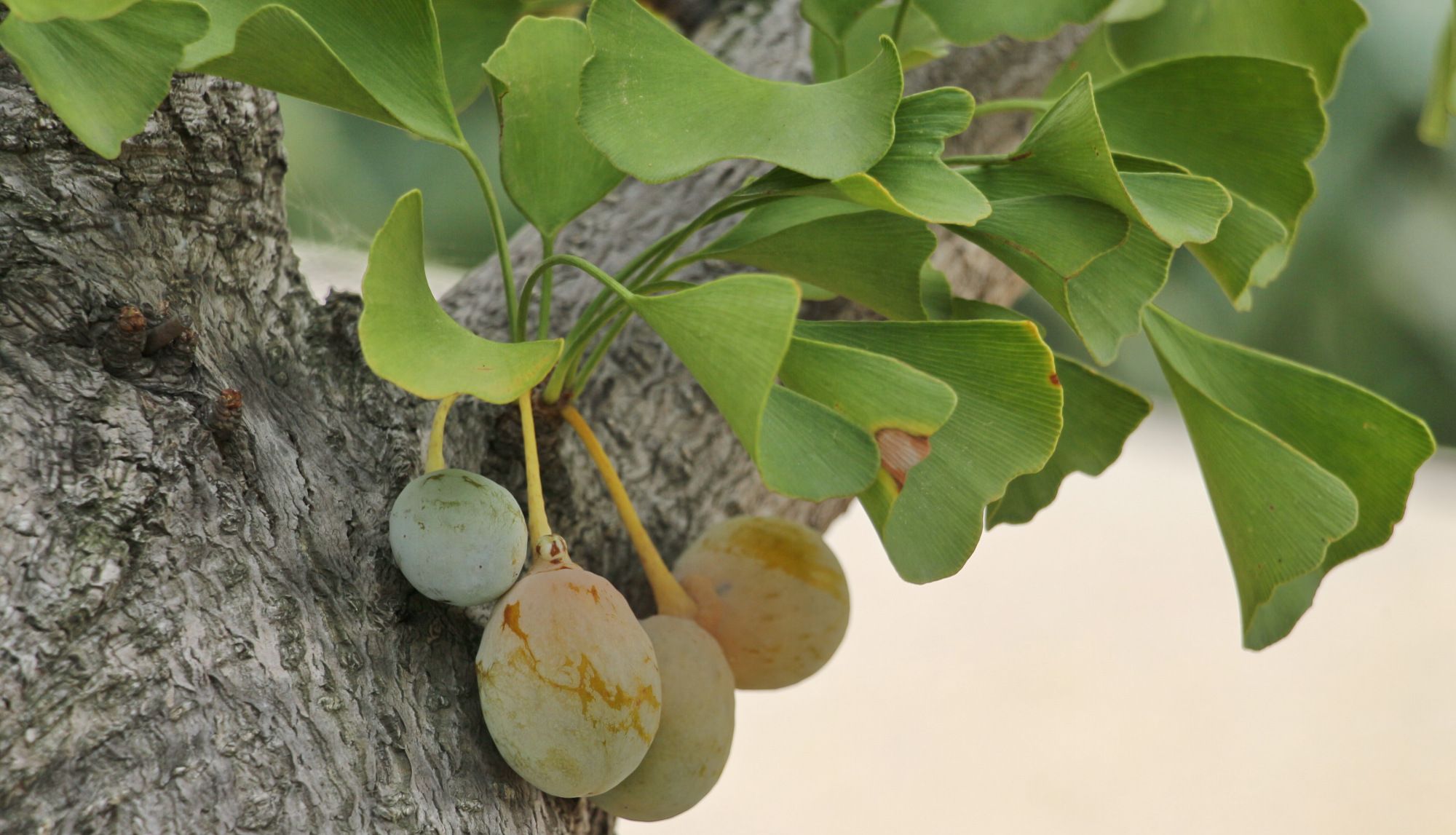 昆嵛山入秋银杏树,果子俊,叶子美