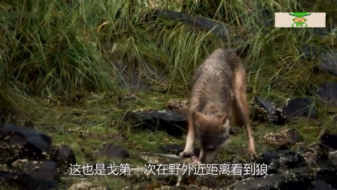一匹会捕鱼的狼开启犬科吃鱼的先河镜头拍下全过程 一匹会捕鱼的狼开启犬科吃鱼的先河镜头拍下全过程