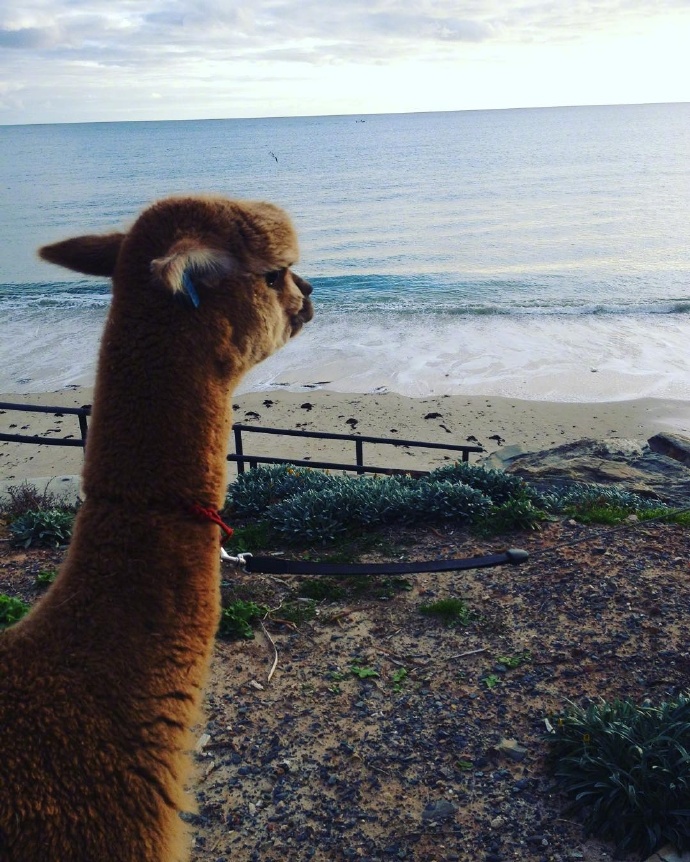 羊驼|小羊|生物_新浪新闻