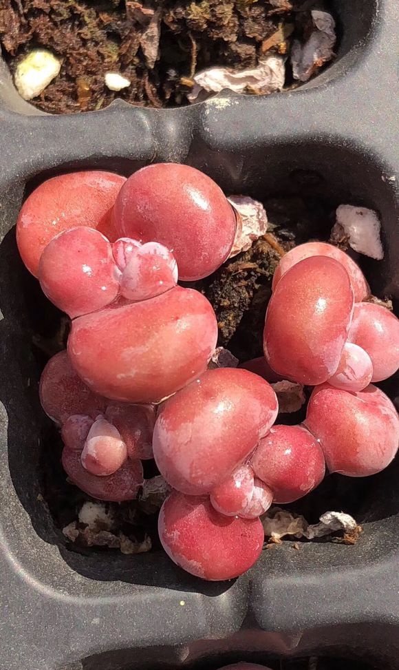 1 / 6 腰子蛋在多肉界里真的很少欢迎,越来越多人喜欢养腰子蛋了,它那