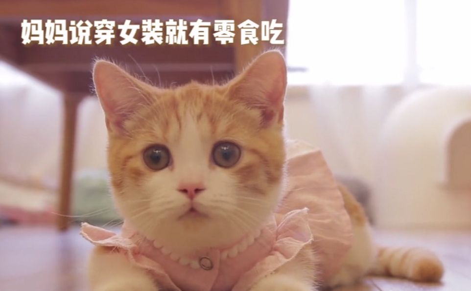 主人给公猫们准备了女仆装,要给猫咪们穿上只要给点零食吃,公猫们就