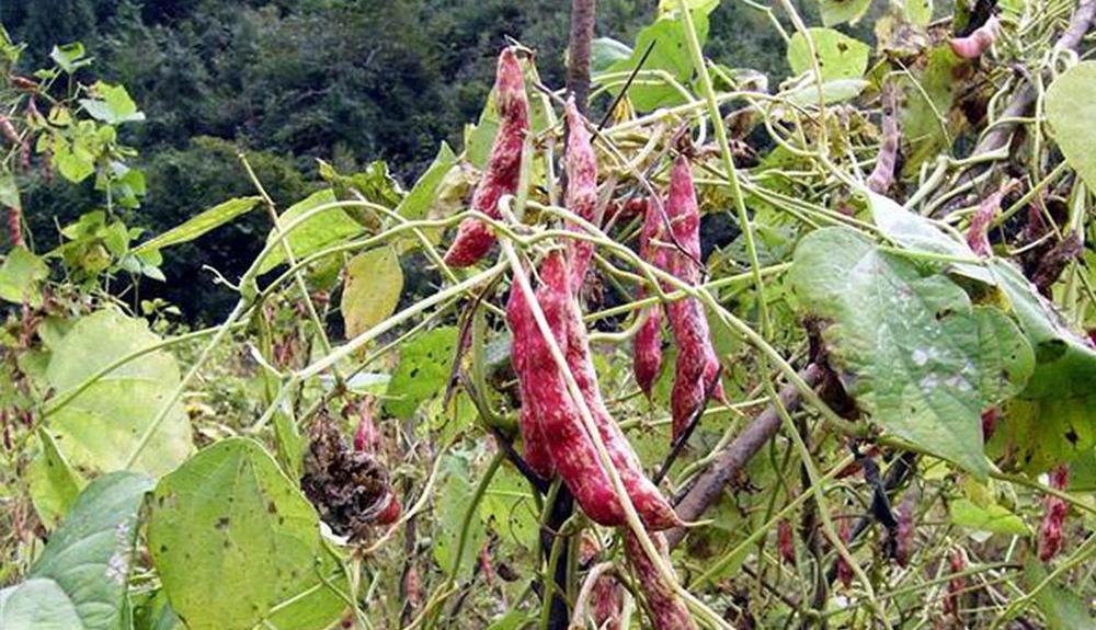 人称"肾豆",营养比黄豆还高,市场价20元一斤,农民