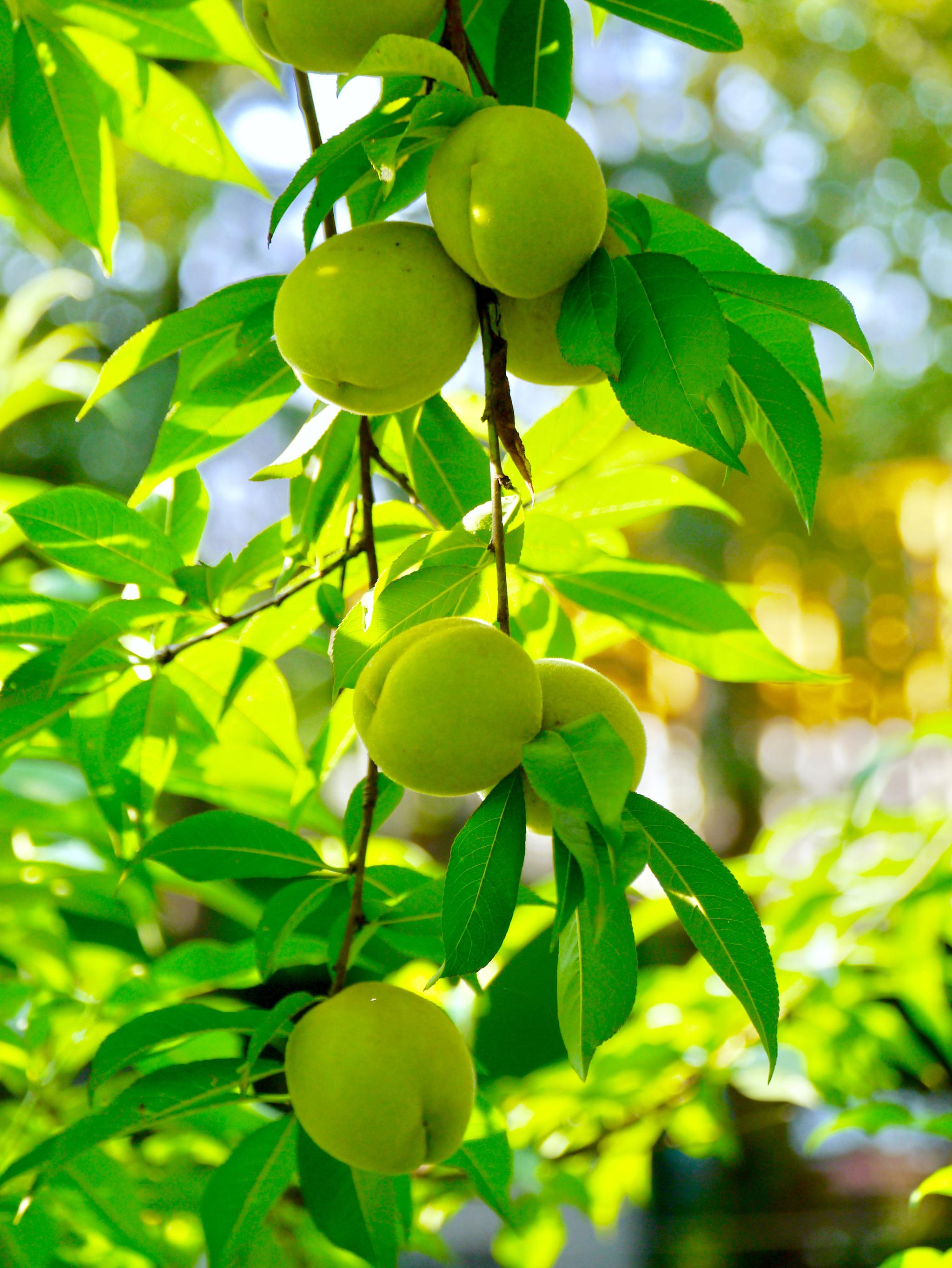 硕果累累的桃树