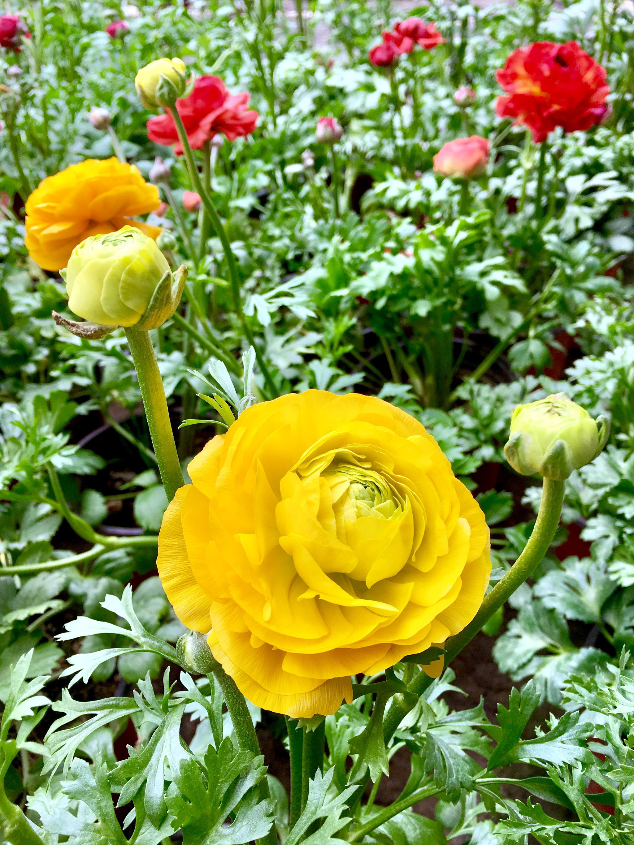 花如牡丹叶像芹菜 芹叶牡丹