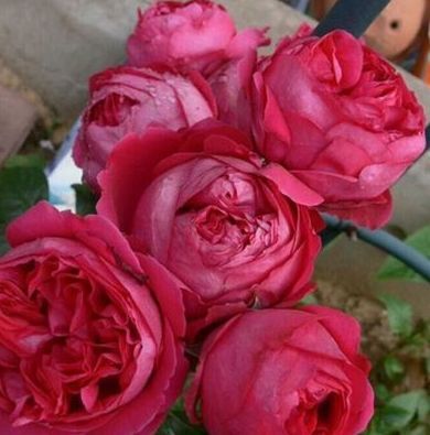 喜欢玫瑰,不如养盆"精品玫瑰"红色伊甸园,开花爆盆,花比叶多
