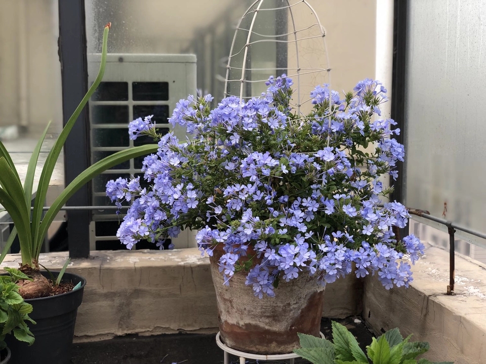 爱花就养一盆 蓝雪花 施施肥 修修剪 连续开花几个月 太美