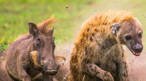 动物世界凶暴十足的厮杀