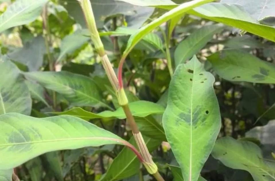这种野草开红花,花瓣能"酿酒",嫩叶能"毒鱼",泡柿子不发涩