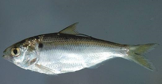 不起眼的这4种廉价海鱼价格便宜还好吃全都吃过的是吃货