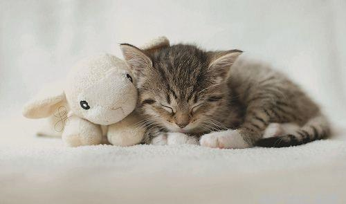 猫咪晚上不好好睡觉,一直闹腾怎么办